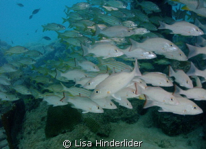Shimmering Schools by Lisa Hinderlider 